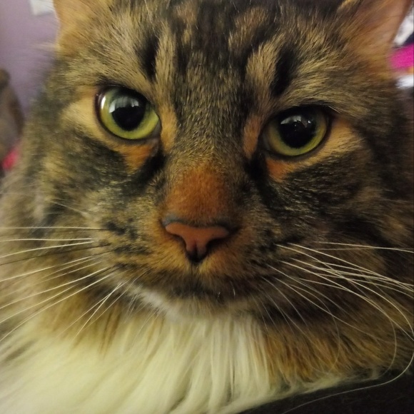 Meet your Posher, Kelly - Picture 1 of 1